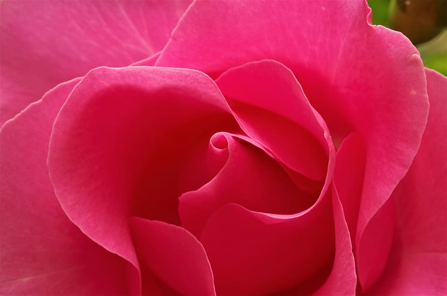 flower, rosa, flowering plant, beauty in nature, petal, freshness HD wallpaper