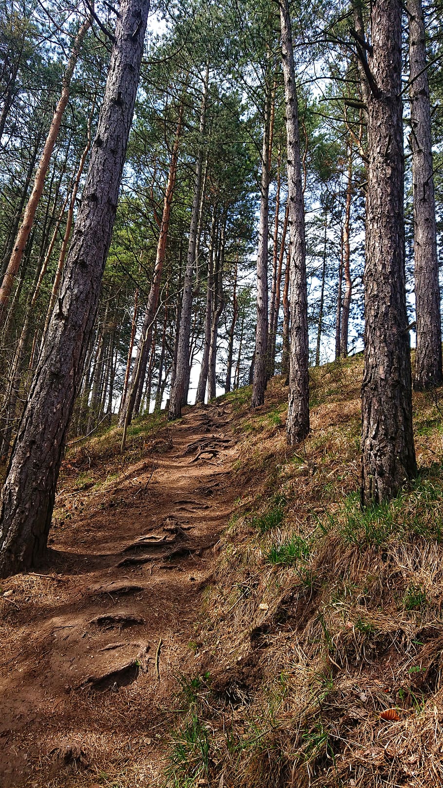 path, forest, walkway, tourism, trees, nature, forests, environment HD wallpaper