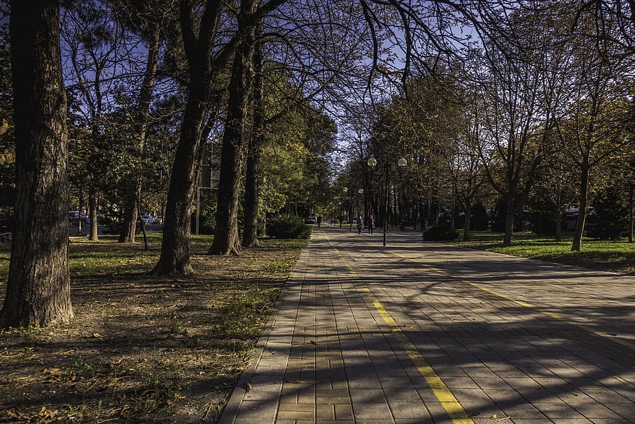 path, pavement, sidewalk, plant, tree, walkway, road, flagstone HD wallpaper