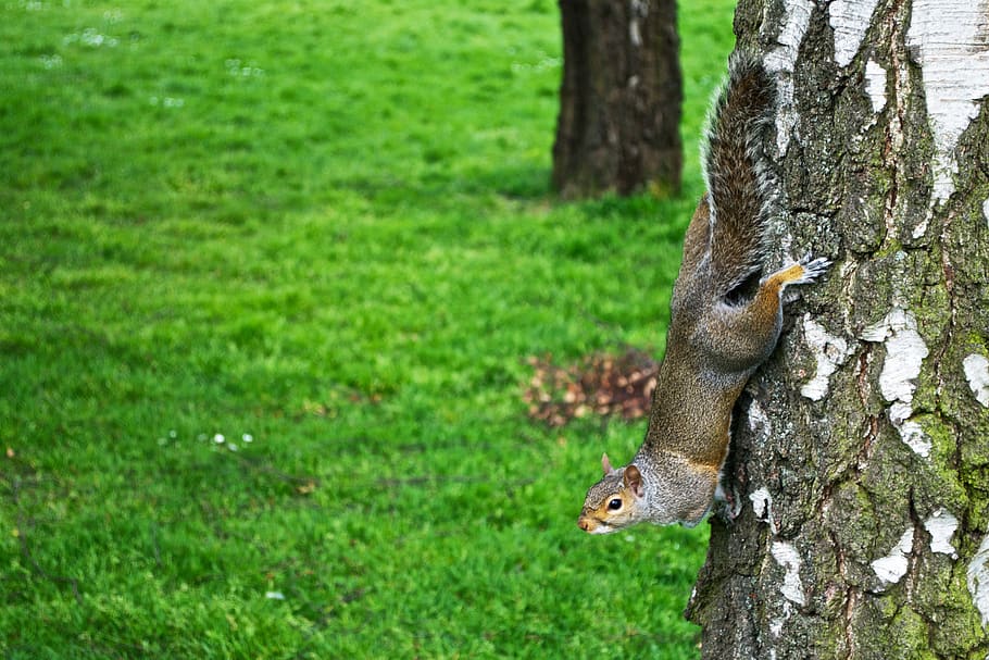 squirrel, tree, nature, animals, parks, usa, plant, animal wildlife HD wallpaper