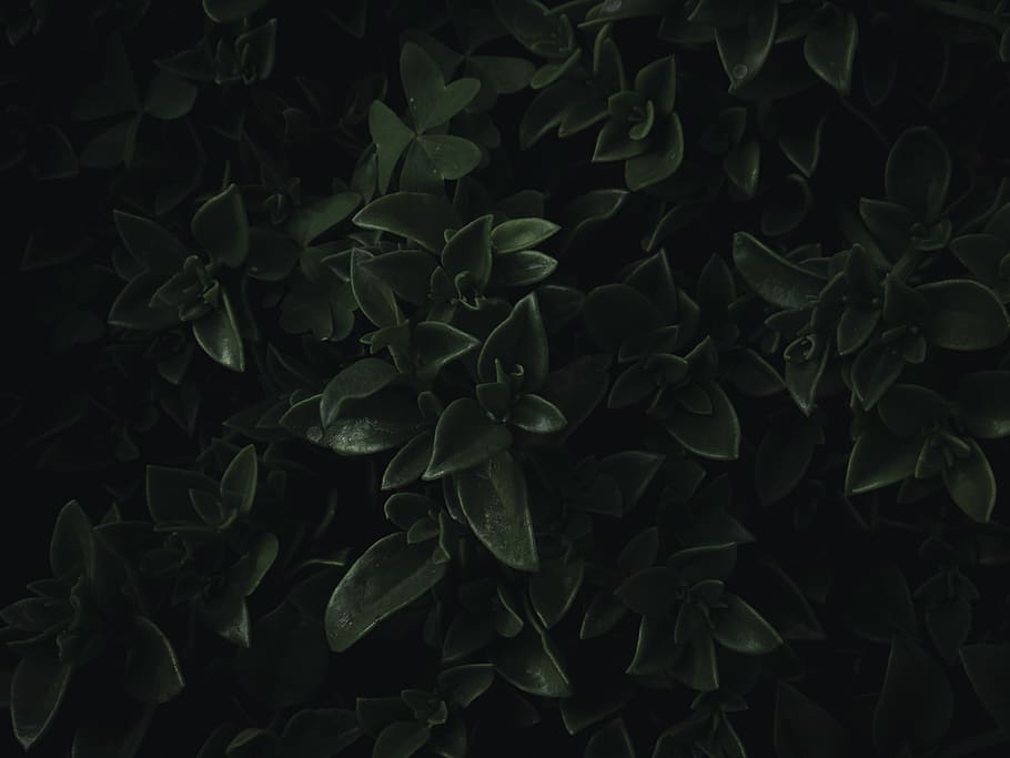 green leaves, leaf, plant part, growth, full frame, nature, beauty in nature HD wallpaper