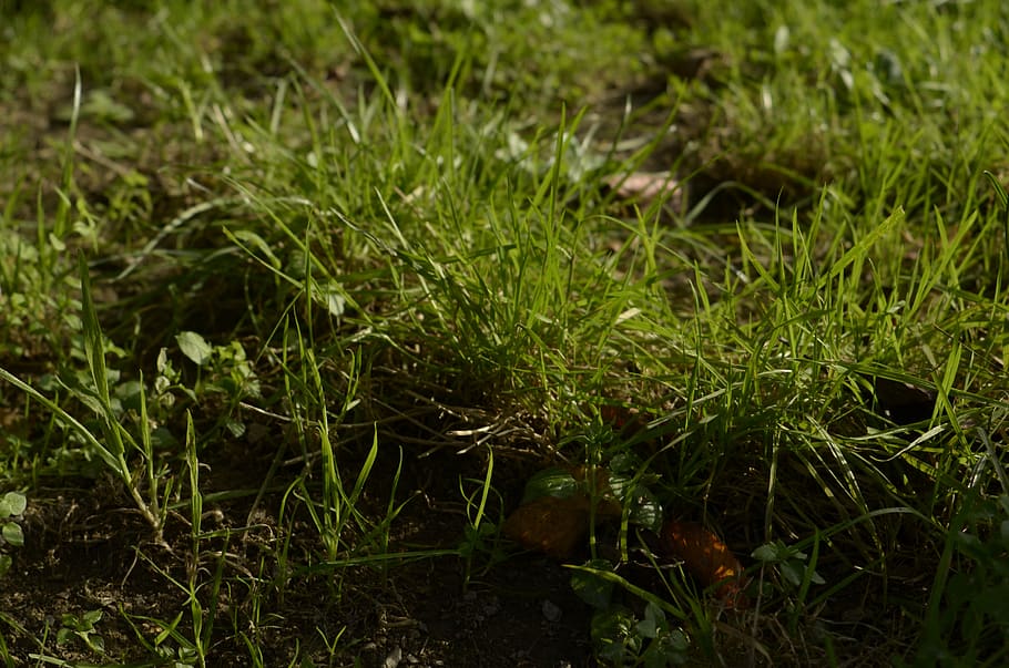plant, green color, growth, grass, nature, land, field, beauty in nature HD wallpaper