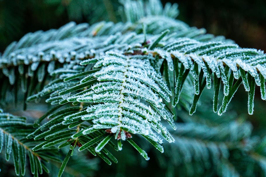 frost, winter, cold, ice, nature, frozen, eiskristalle, wintry HD wallpaper
