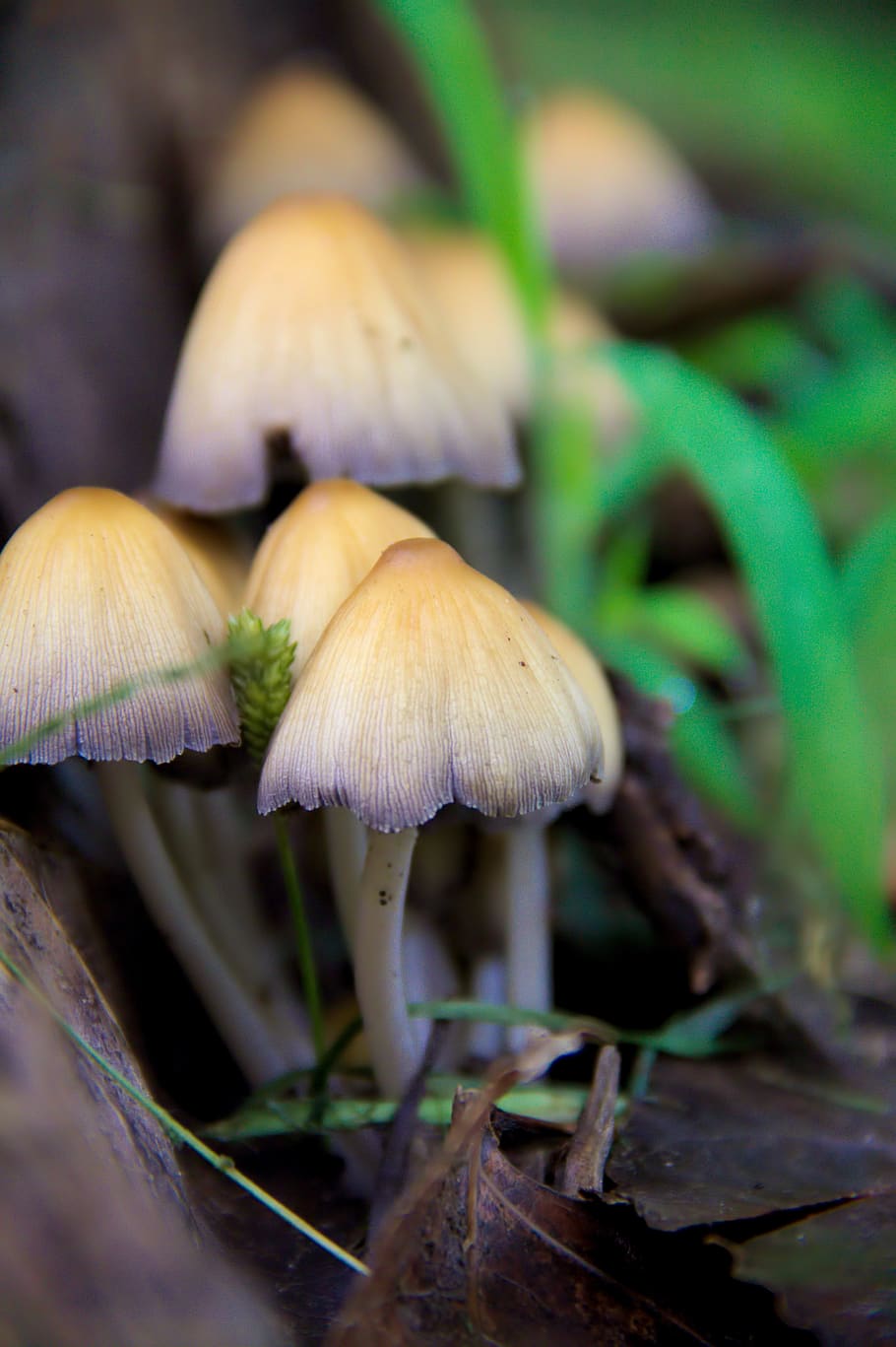 Online crop | HD wallpaper: fungi, mushrooms, nature, moisture, forest ...