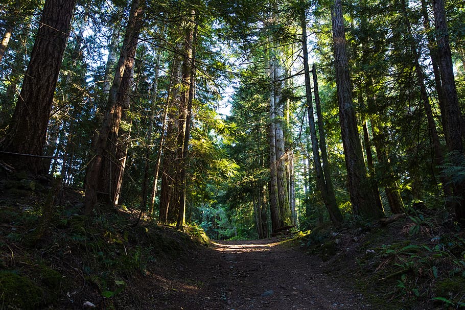 tall green trees during daytime, plant, flora, forest, land, nature HD wallpaper
