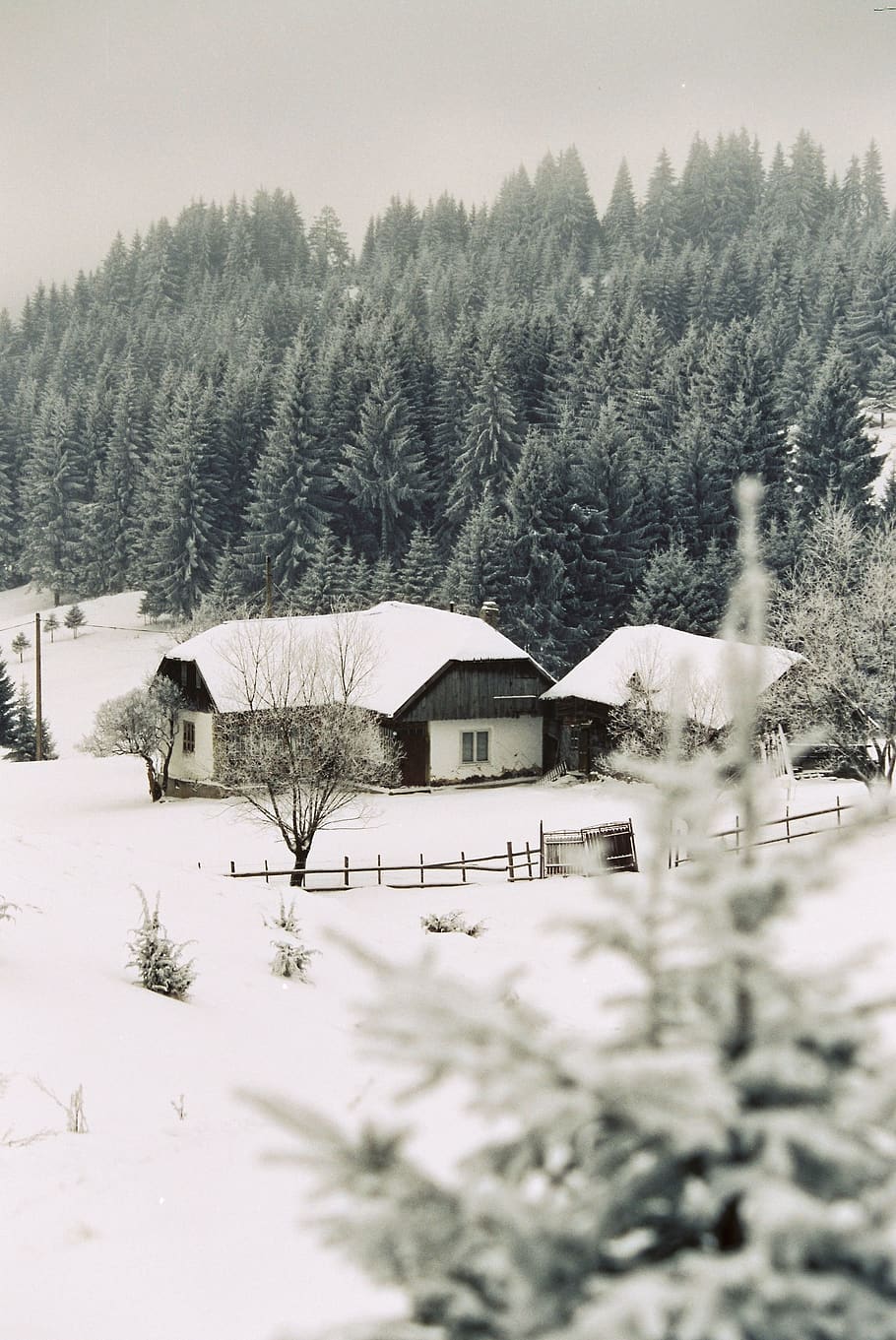cabin covered with snow, plant, tree, nature, outdoors, fir, abies HD wallpaper
