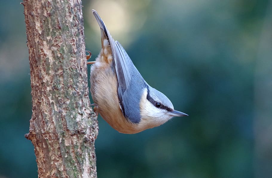kleiber, tree runner, forest, bird, nature, one animal, animal themes HD wallpaper