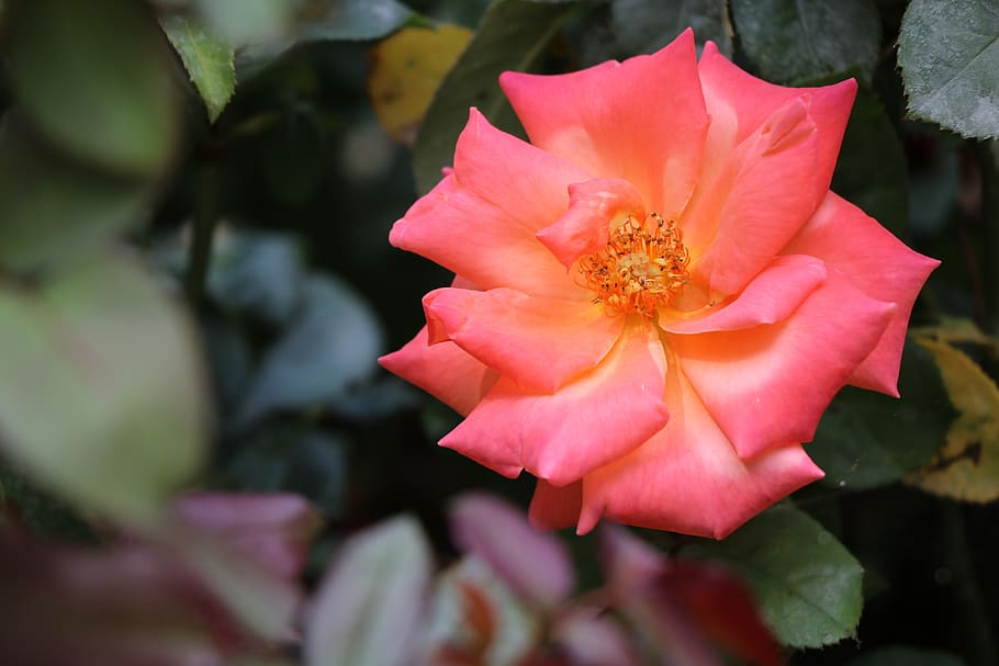 rose, flower, white, summer, plant, love, beauty, macro, pink, HD wallpaper