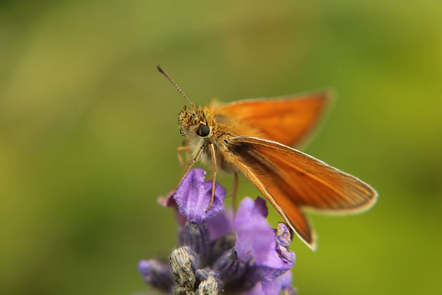 butterfly, spring, insect, nature, flower, summer, garden, flowers HD wallpaper