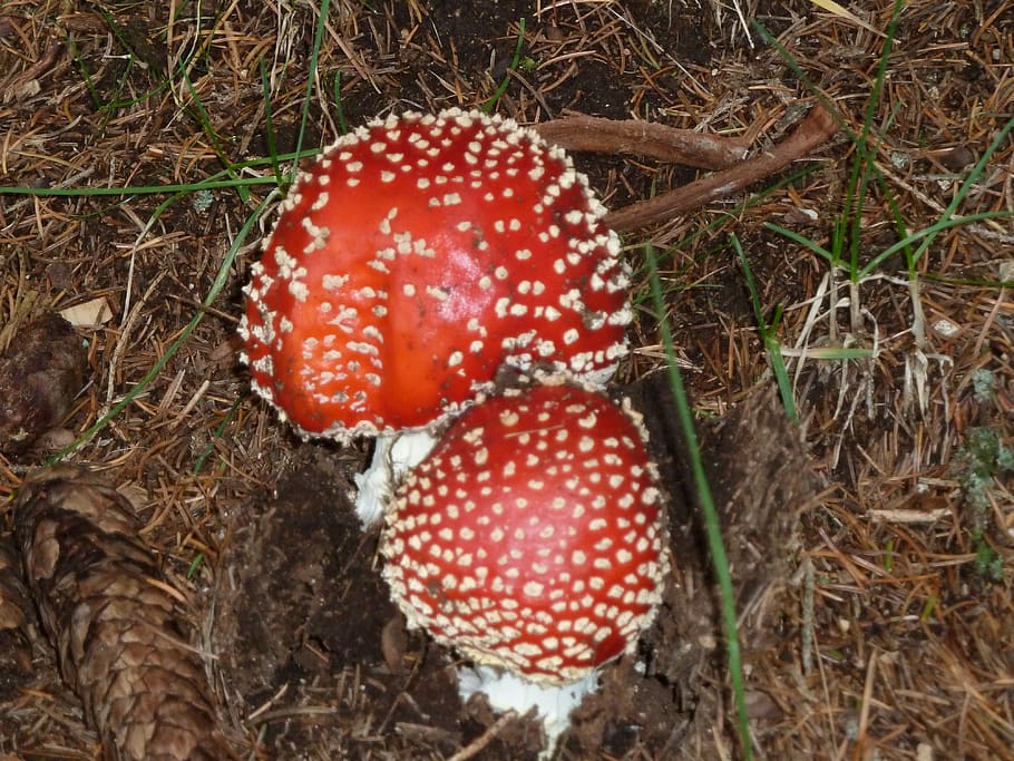italy, palena, mushroom, fungus, land, plant, red, food, fly agaric mushroom HD wallpaper