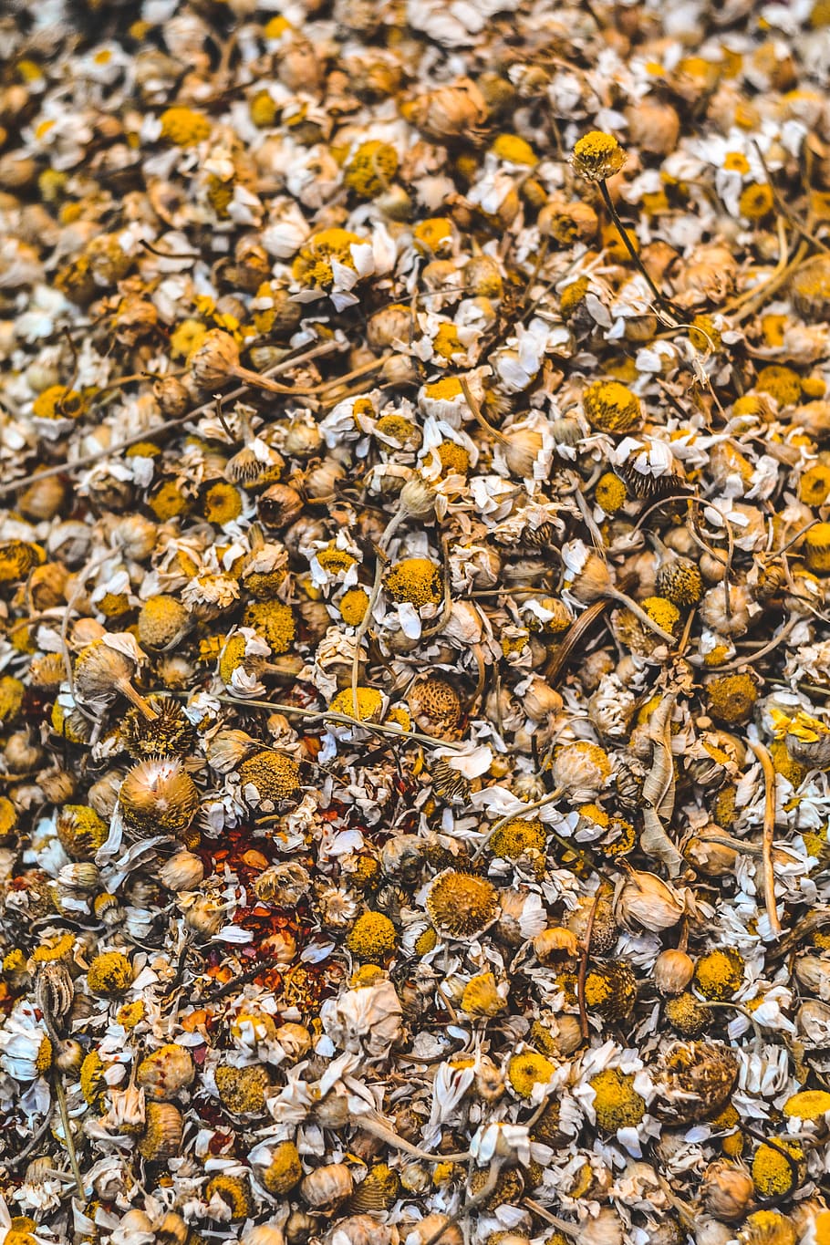 Yellow Flower, abundance, batch, chamomile, chamomile tea, close-up HD wallpaper