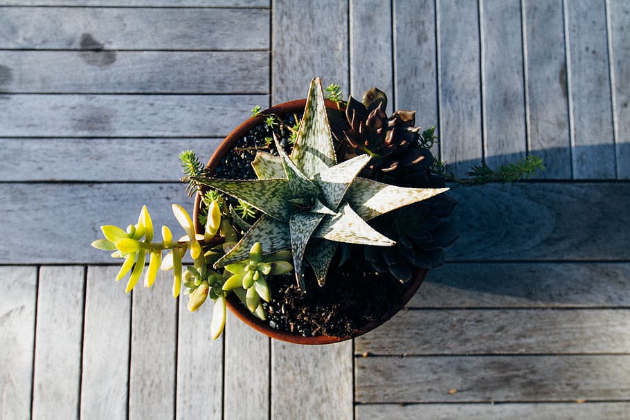 green-leafed plant, vase, potted plant, pottery, jar, tabletop HD wallpaper