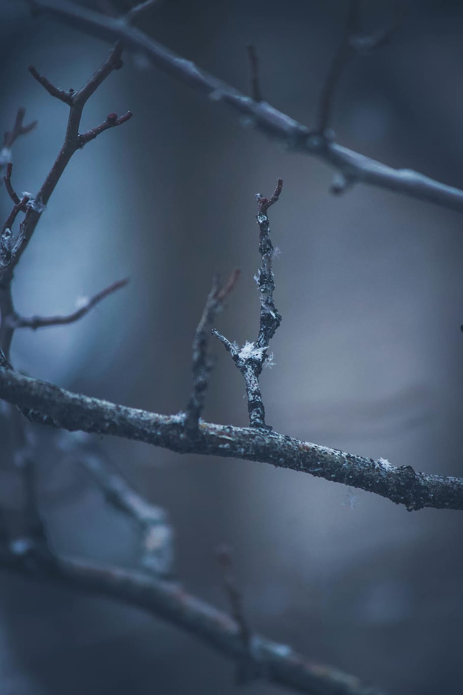 brown tree twigs, nature, ice, outdoors, snow, winter, icicle HD wallpaper