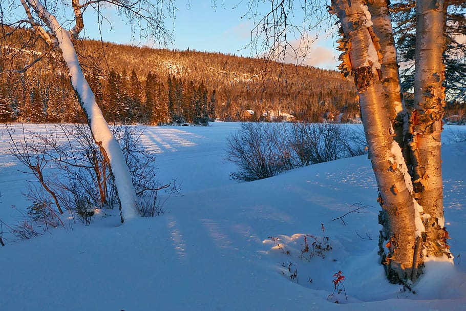 landscape, winter, cold, snow, trees, birch, frozen, white HD wallpaper