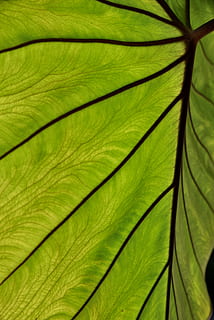 leaf, plant, veins, backlight, translucent, big leaf, wood HD wallpaper