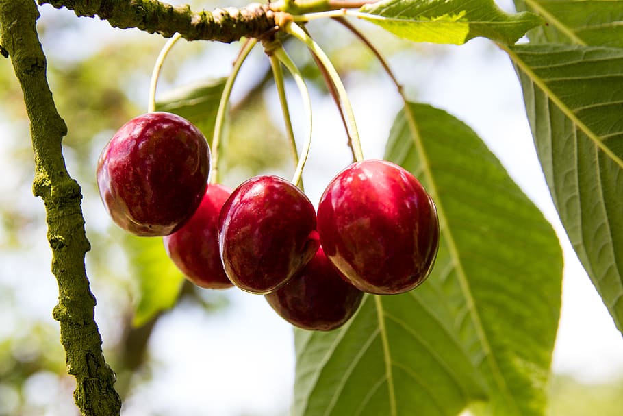 cherries, cherry tree, fruit, sweet, fruity, summer, stone fruit HD wallpaper