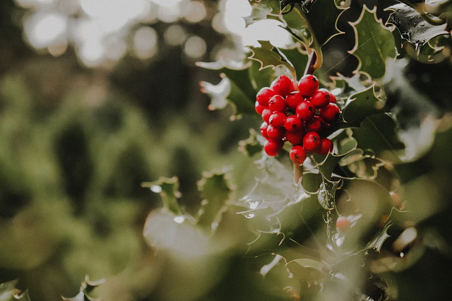 red berries, plant, fruit, food, washington, united states, cherry HD wallpaper
