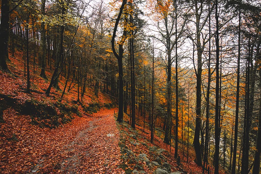 green woods, tree, autumn, change, plant, land, forest, orange color HD wallpaper