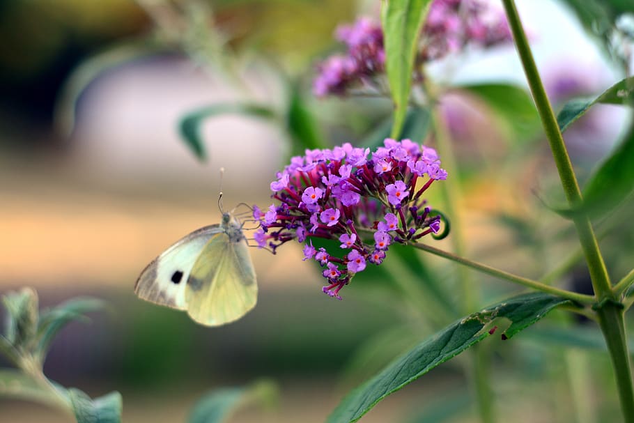 buddleja davidii, blossom, bloom, garden, butterfly, white, HD wallpaper