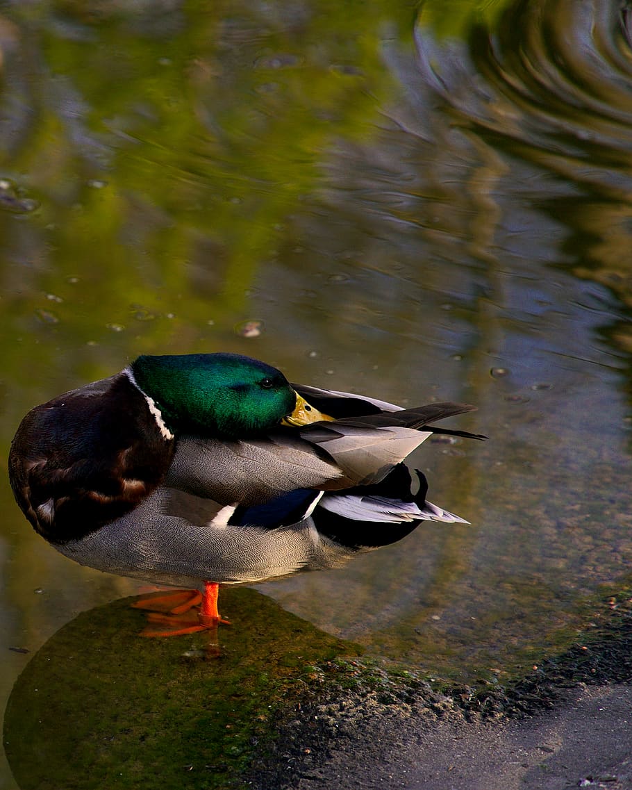 animal, duck, bird, mallard, waterfowl, teal, nature, wildlife HD wallpaper