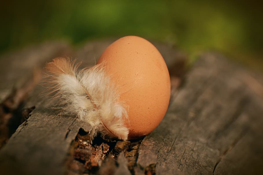 Native Egg Beside White Feather on Brown Tree Log, bird, blur HD wallpaper