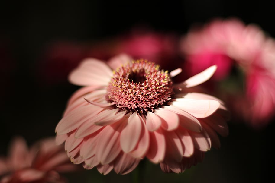 flower, gerbera, bloom, pink, petals, light, flowering plant HD wallpaper