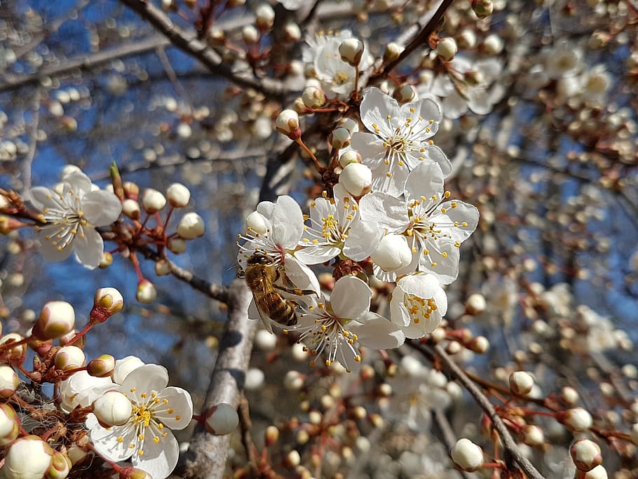 spring, bee, blossom, bloom, vistula, plant, flowering plant HD wallpaper