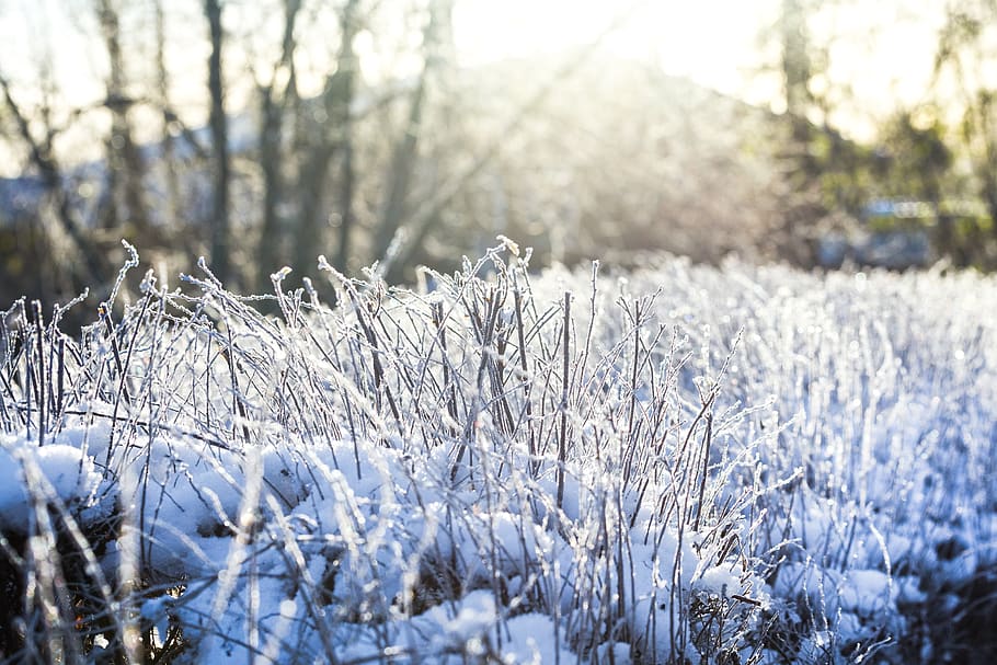 winter, snow, cold, landscapes, frozen, snowy, outdoor, white HD wallpaper
