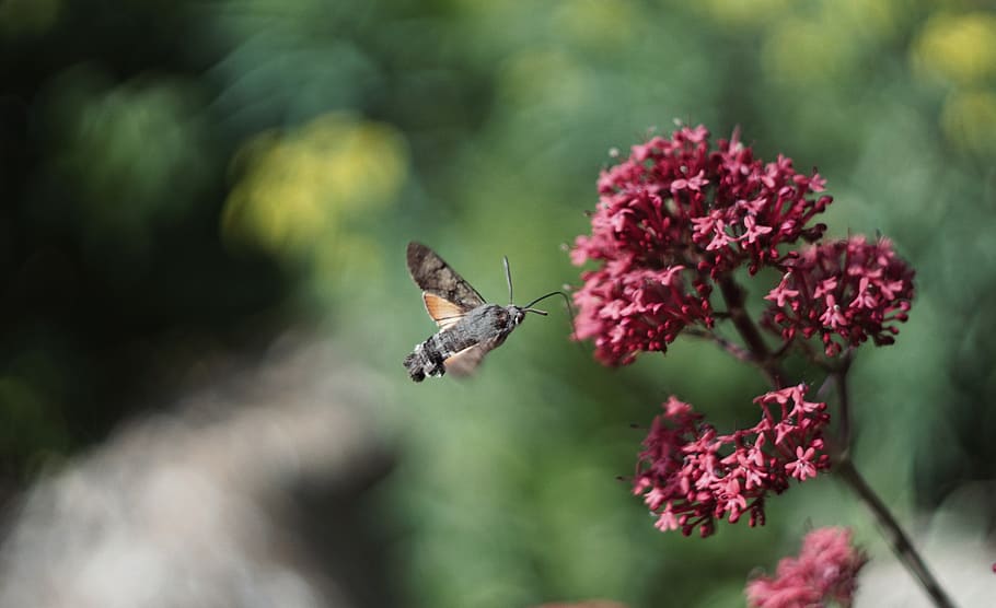 insect, bush, plant, vegetation, invertebrate, animal, flying HD wallpaper