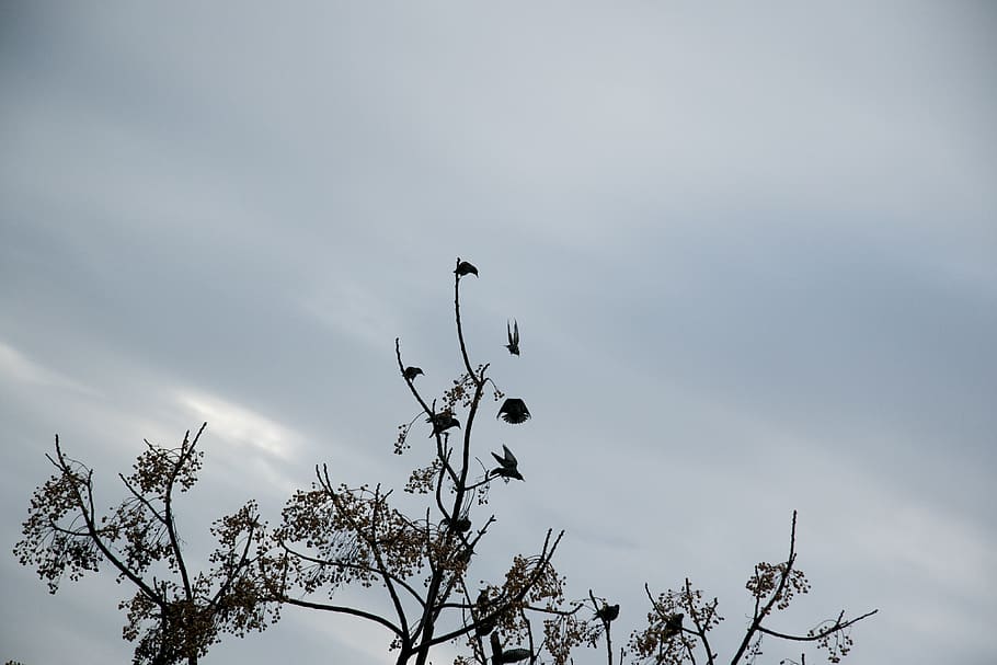 birds, tree, flying, winter, cold, black, clouds, cyprus, big HD wallpaper