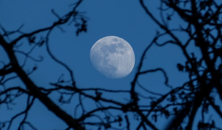 waxing gibbous moon seen through withered trees, night, outdoors