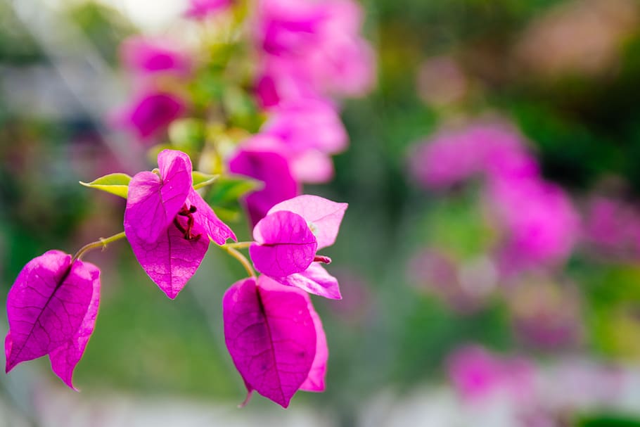 belize, san ignacio, flowering plant, pink color, freshness HD wallpaper