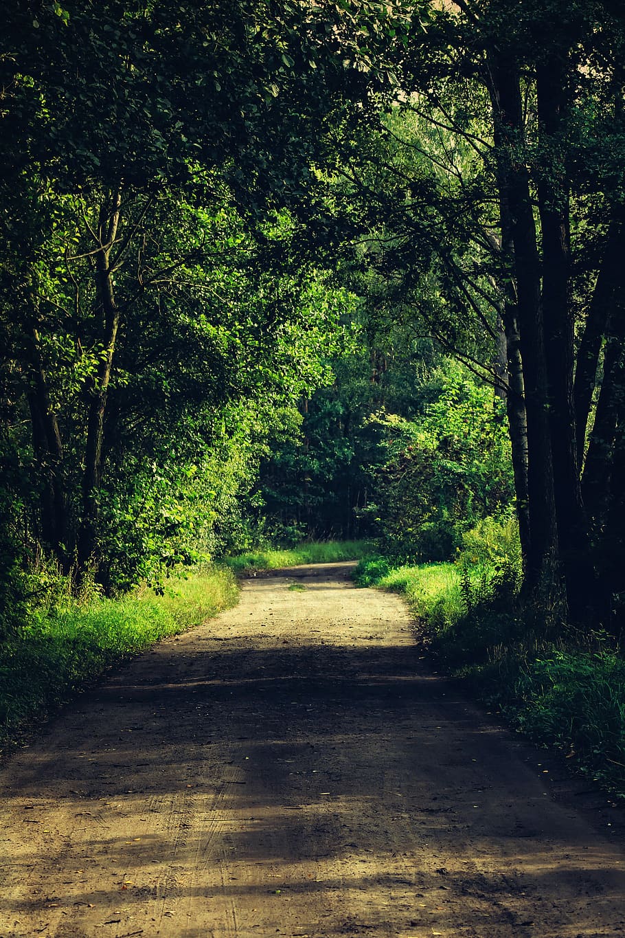 forest path, road, woods, green, spring, summer, light, sun HD wallpaper