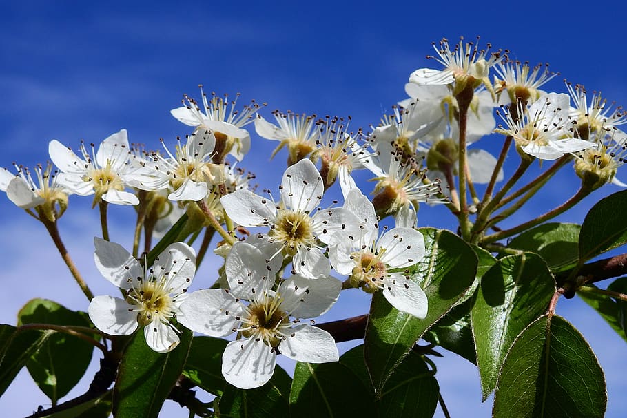 flowering, sky, spring, beauty, nature, flowering plant, growth HD wallpaper