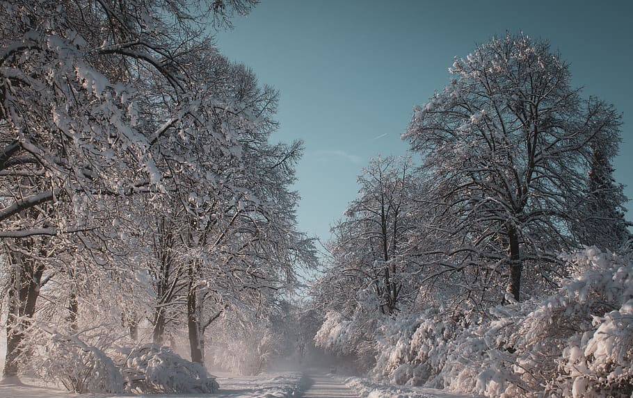 winter, landscape, snow, wintry, sun, trees, snow landscape HD wallpaper
