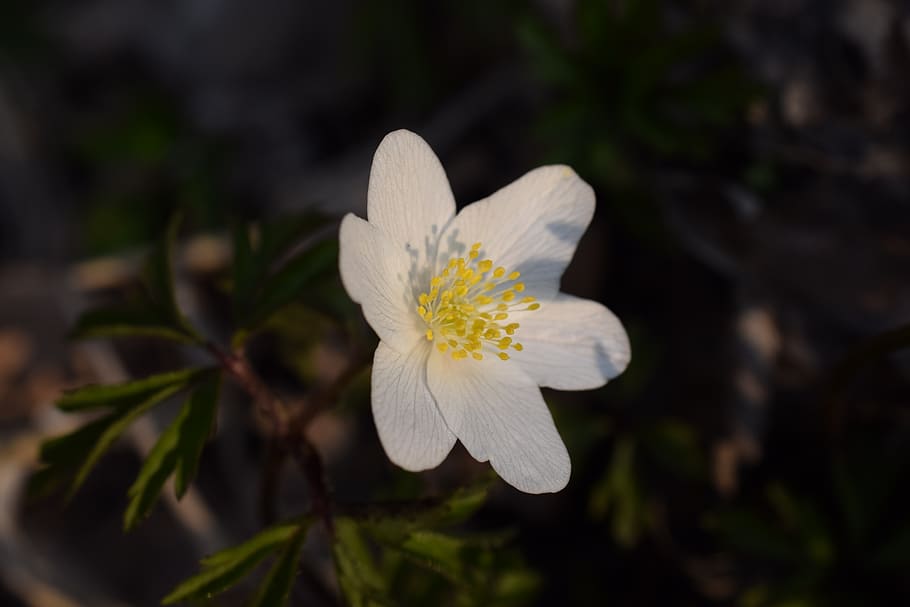 wood anemone, flower, nature, blossom, bloom, close up, macro, HD wallpaper