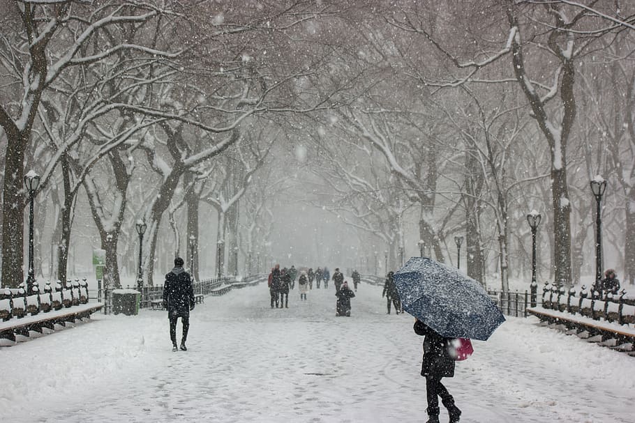 winter, park, cold, snow, trees, urban, new york, landscape, HD wallpaper