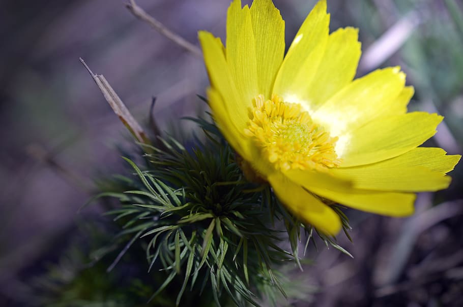 pheasant's eye, adonis, vernal adonis, adonideae, hahnenfußgewächs HD wallpaper