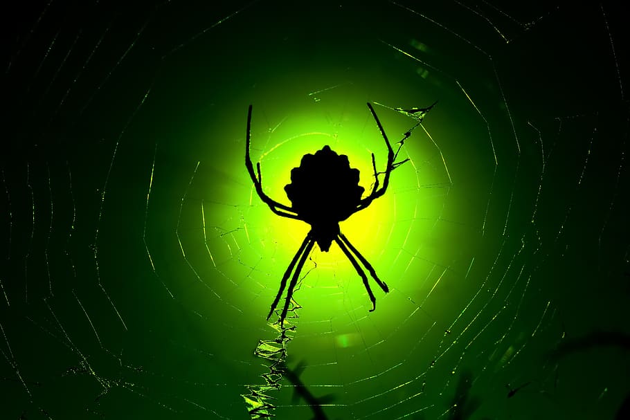 spider, animal, nature, web, cobweb, insect, arachnid, creepy HD wallpaper