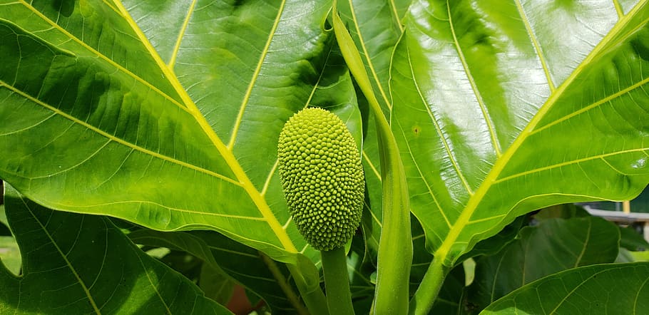 breadfruit, hawaii, tropical, seed, leaf, green, plant, tree HD wallpaper