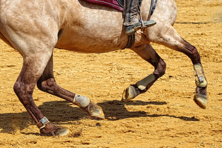 cavalry, contest, action, sport, horse, jumper, fast, race HD wallpaper