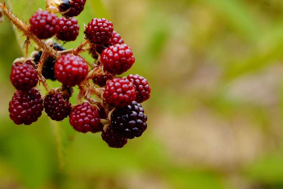 blackberries, fruit, field, fresh, healthy eating, berry fruit HD wallpaper