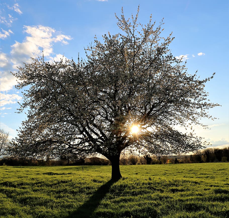 tree, spring, land, nature, cherry blossom, cherry tree, white HD wallpaper