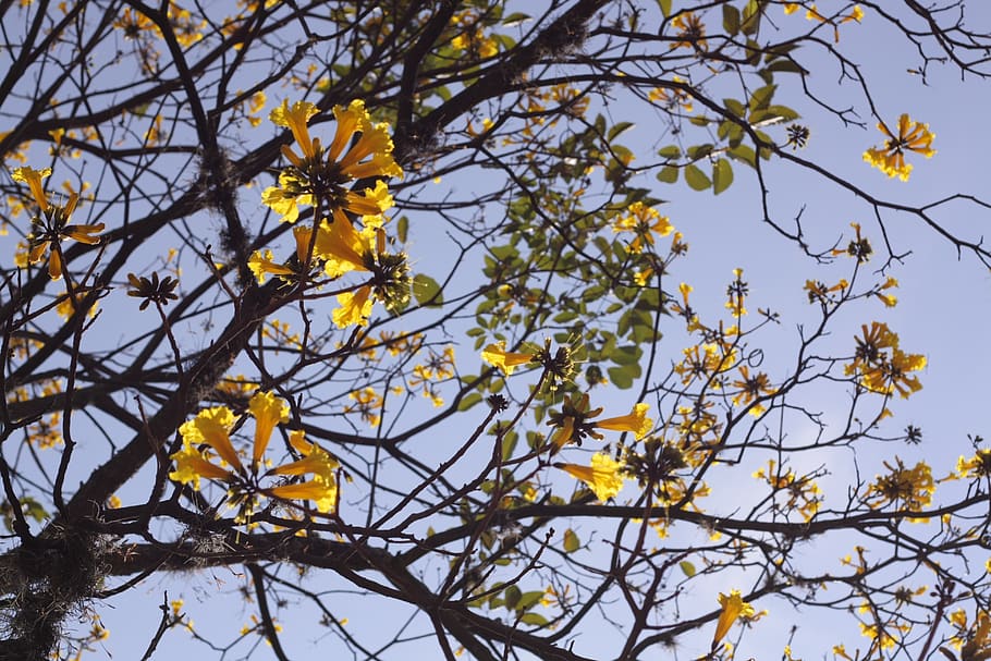plants, tree, nature, low angle view, branch, flowering plant HD wallpaper