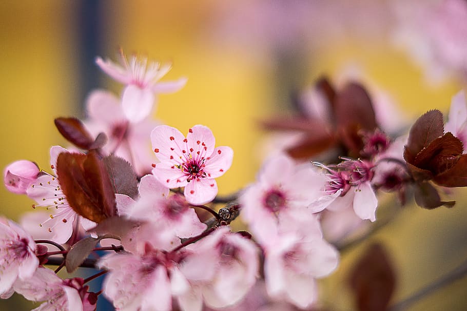 cherry blossom, pink, spring, nature, garden, plant, flowering plant HD wallpaper