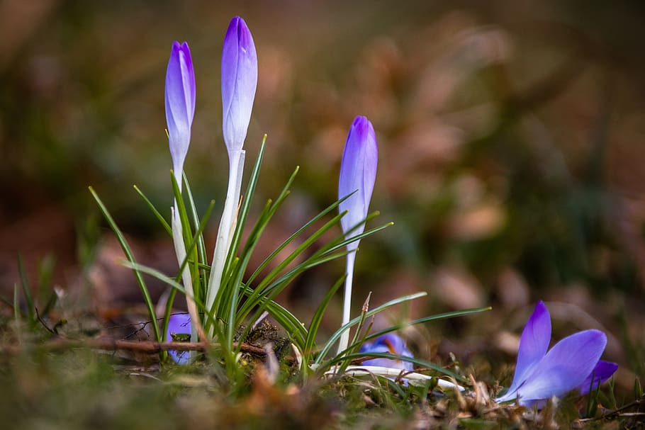 crocus, flower, meadow, nature, spring, plant, blossom, bloom HD wallpaper