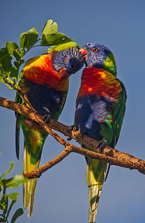 rainbow lorikeets, parrots, two, colourful, birds, queensland HD wallpaper