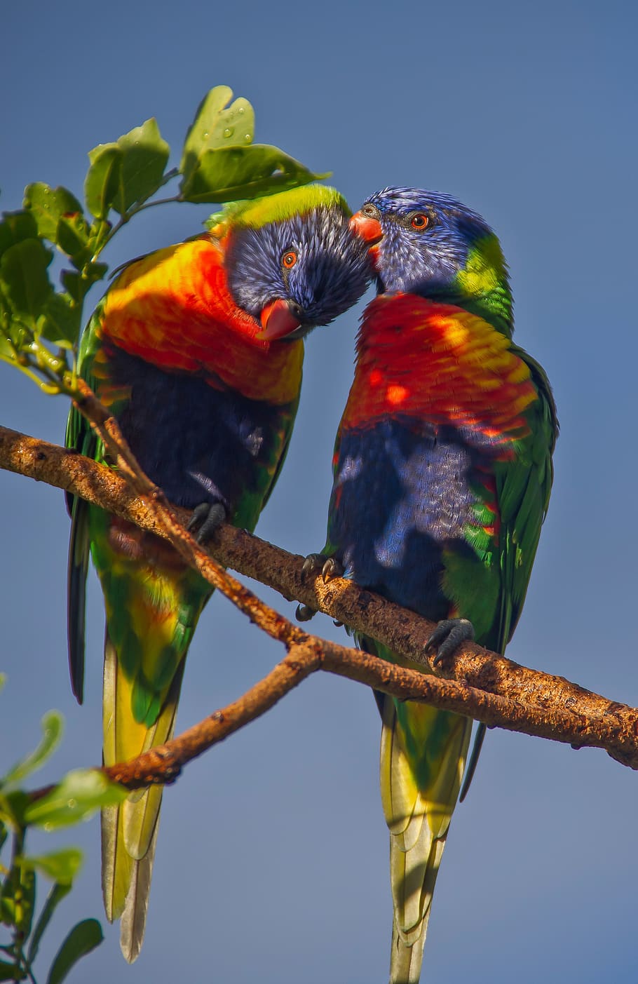 Hd Wallpaper Rainbow Lorikeets Parrots Two Colourful Birds Queensland Wallpaper Flare