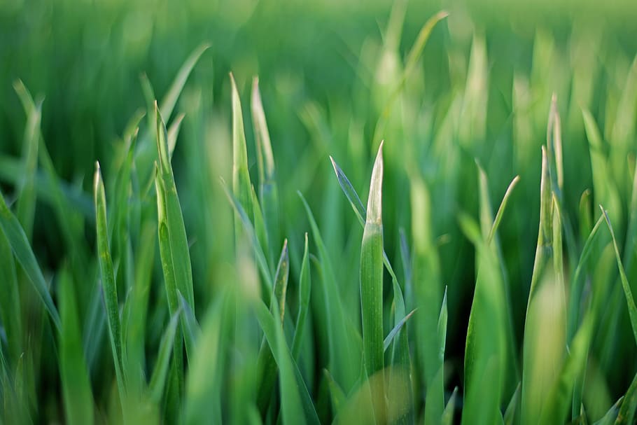 grass, gree, bohek, blur, green color, growth, plant, field HD wallpaper