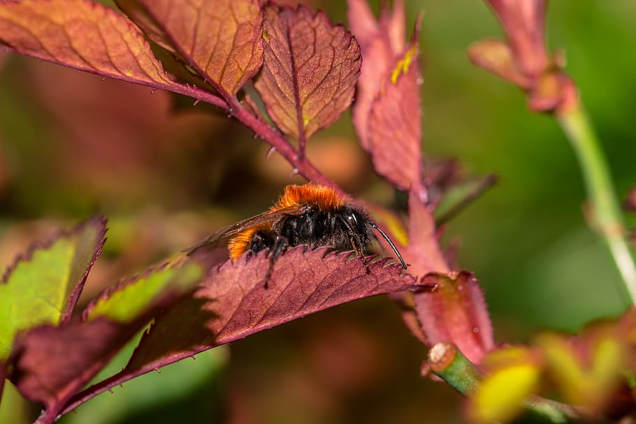 hummel, macro, insect, nature, flower, bee, pollination, close up HD wallpaper